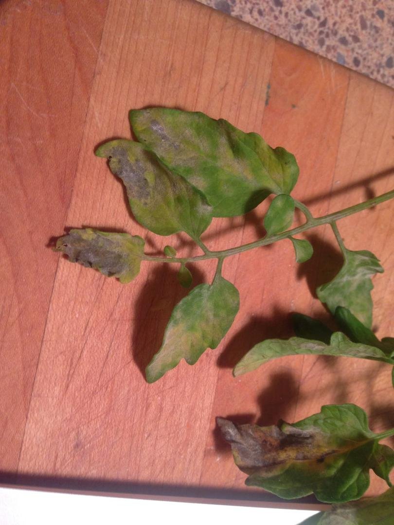Martha Simmons. Here is a closer one of leave. Only yellow and dying near the bottom of some plants no spots elsewhere. Only about 8-12 inches high up the plants
