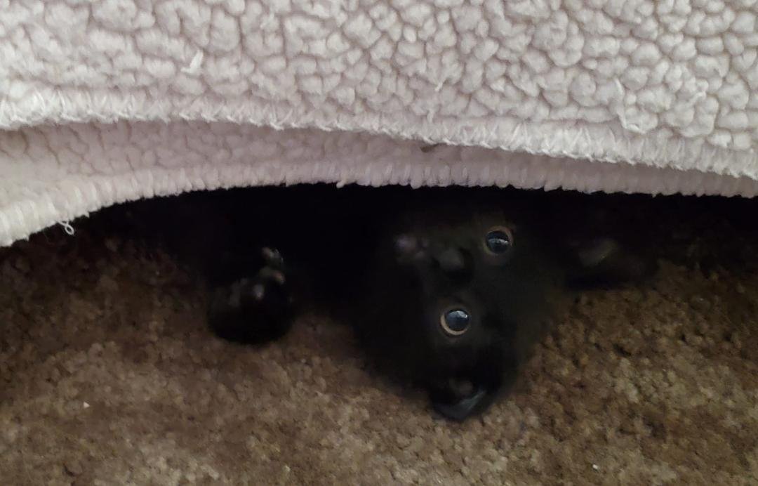 One of our newest babies Samson,  says peek-a-boo...💕