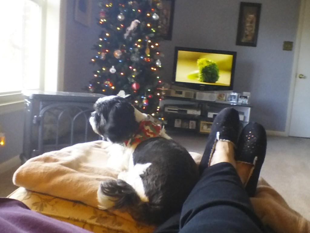 DUDLEY. Our Christmas watch dog