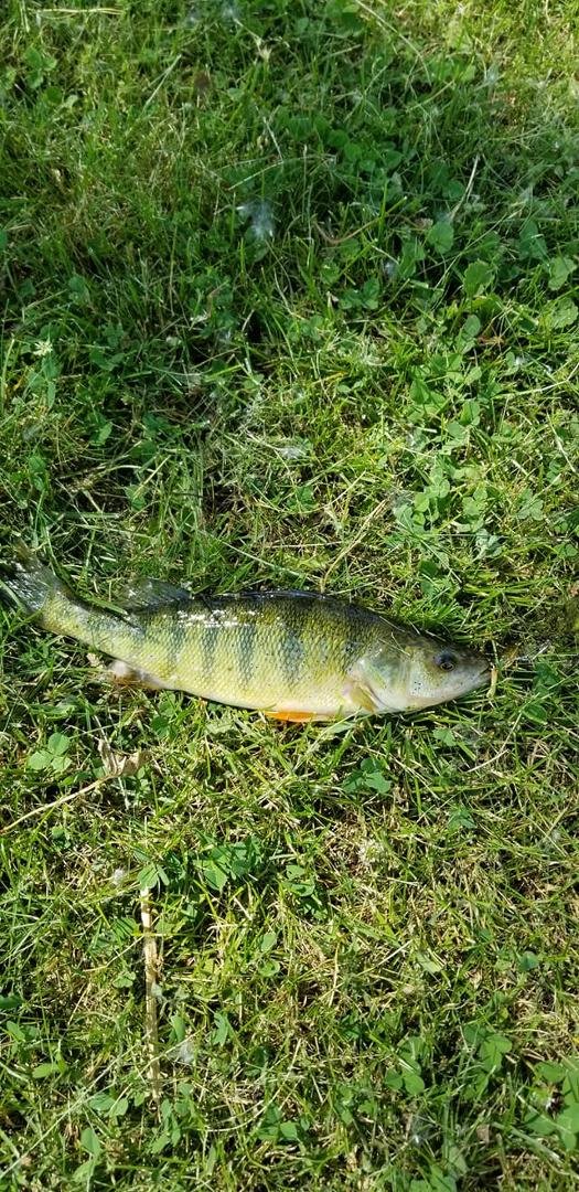 Caught my first perch today in my lake and had a fish sandwich for supper.