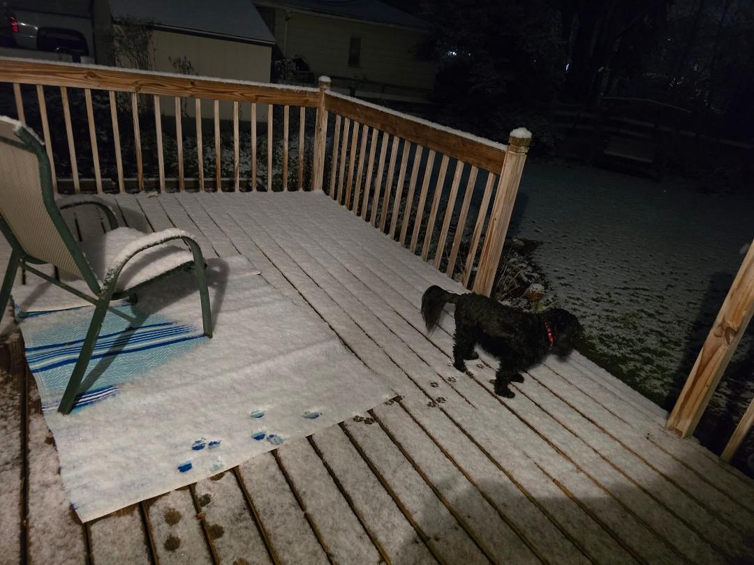 First experience of snow for my dog, Midnight. She turned around and skipped going to pee in the backyard.