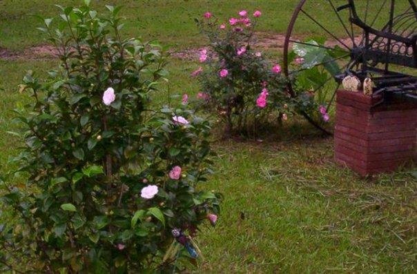 rose tree just starting to bloom
