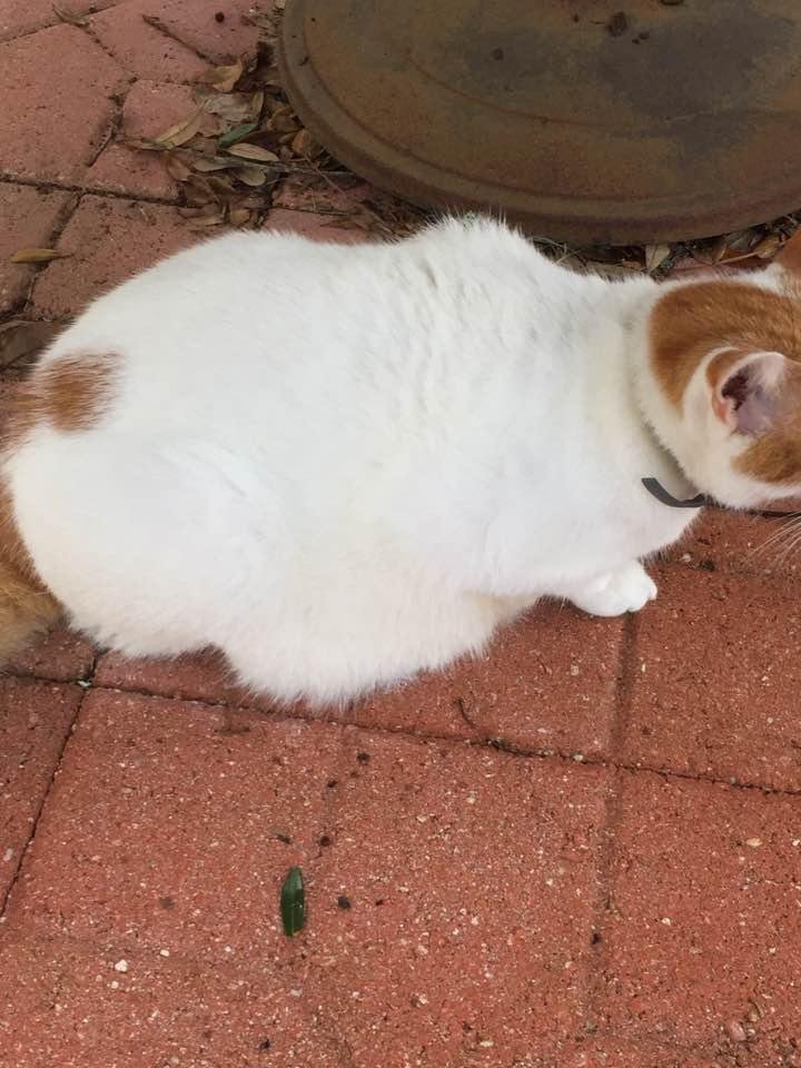 My ten pound whitey has turned into 20 and is a sumo kitty