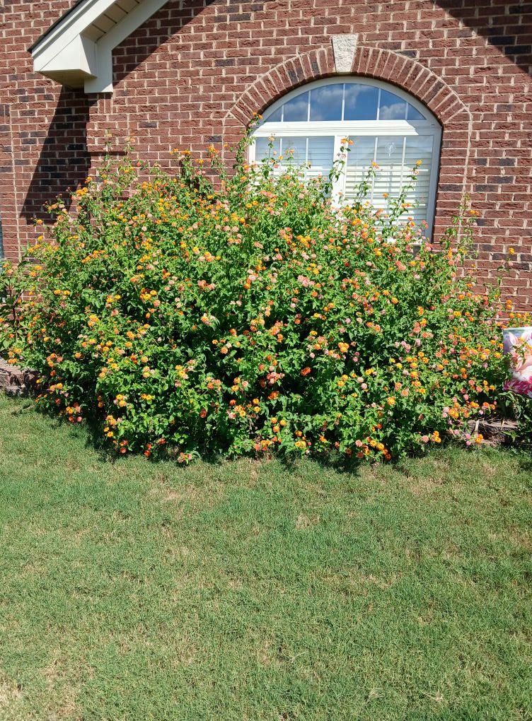 I think my Plumaria took over the front of my house. Can you belive that this is only one plant? Every afternoon it is covered with butterflies.