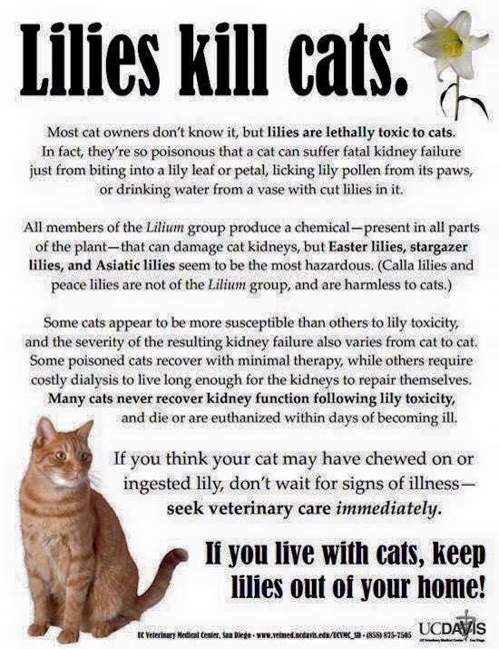 Important information for all my friends who live with cats.