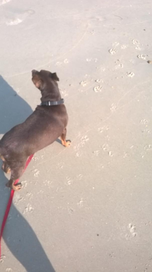 Snicker Doodles first trip to the Atlantic Ocean She didn't seem impressed.