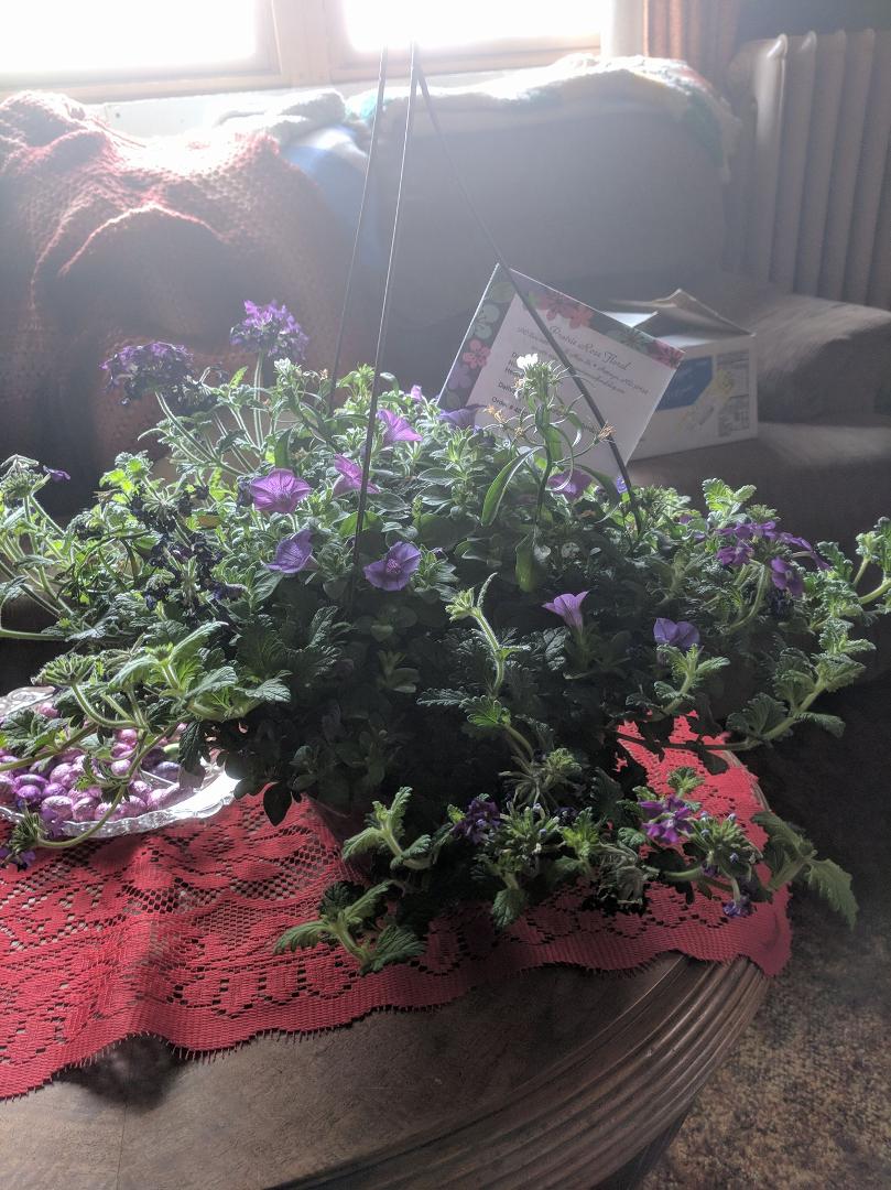 My son Nathan and wife Juleann Miller sent me a beautiful plant for Mother's Day. Thank you kids. Needed something to brighten my day. Love you.