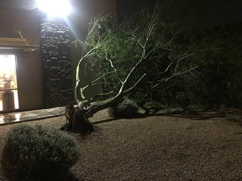 This was a tree in front of the AAC. Good news is you will be able to see our sign now!