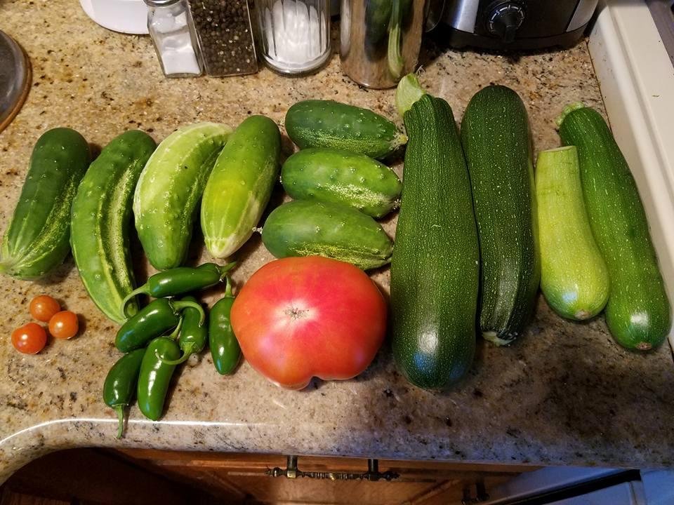 Tons of zucchini, quite a few cucs, we had green beans (2nd planting in), green sweet peppers, jalapeño peppers, cherry tomatoes starting to turn an this is the 1st BIG boy tomato...good garden so far.
