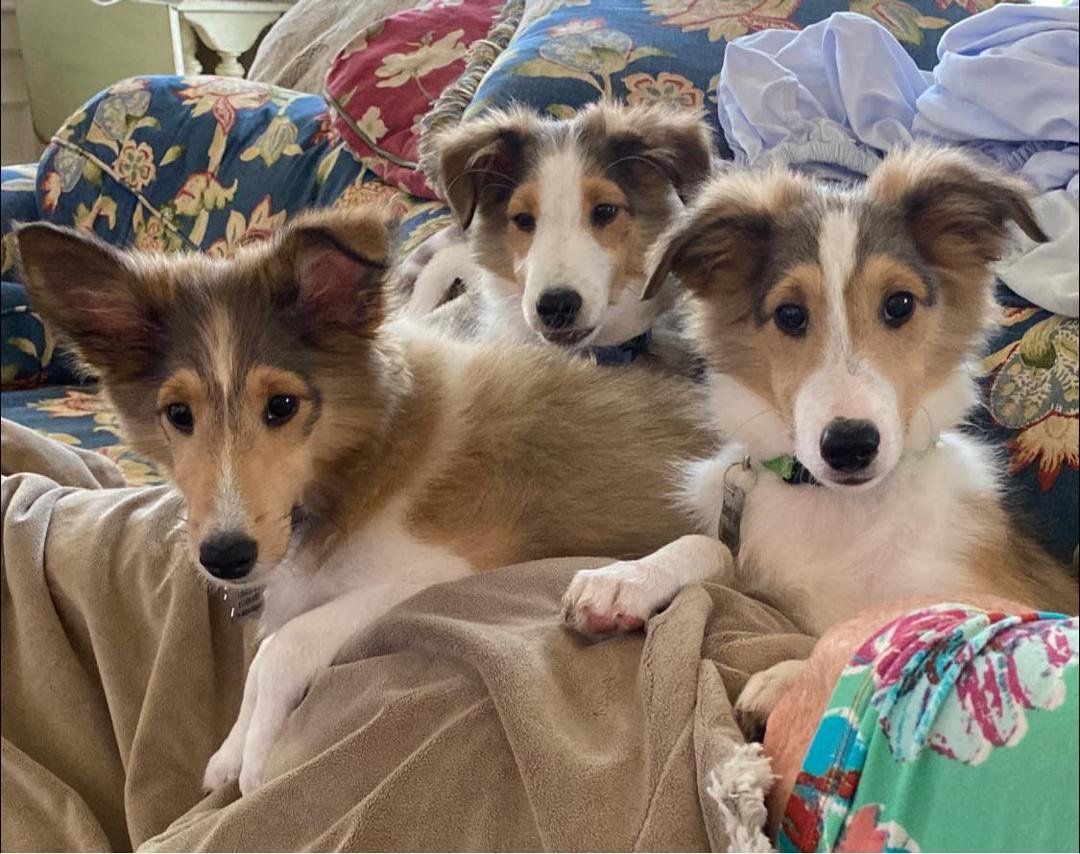 Cuddle time on the couch.