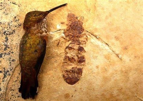 Recently discovered fossils of Giant Ants. Grew up to 6 inches long. Be thankful they are not roaming the reservation desert. 😳