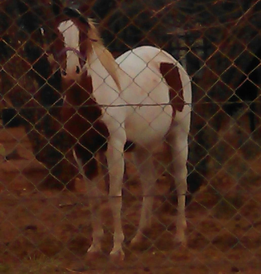 Lulubell our sweet soon to be mommy pain horse