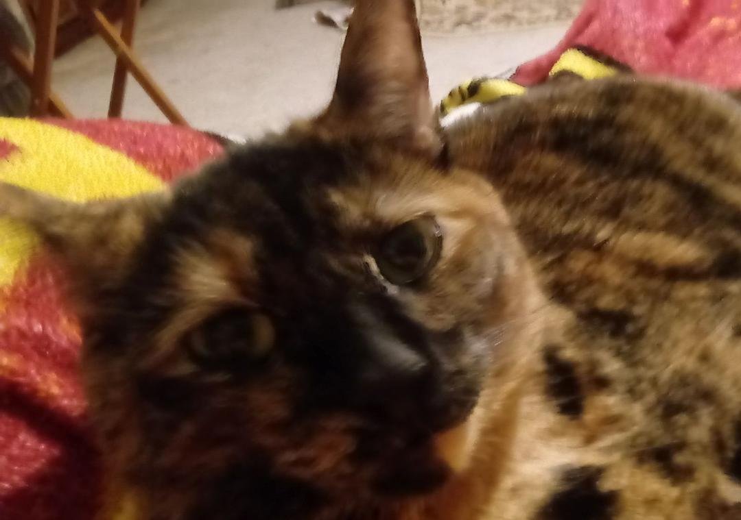 Savannah kitty chillin on my lap.