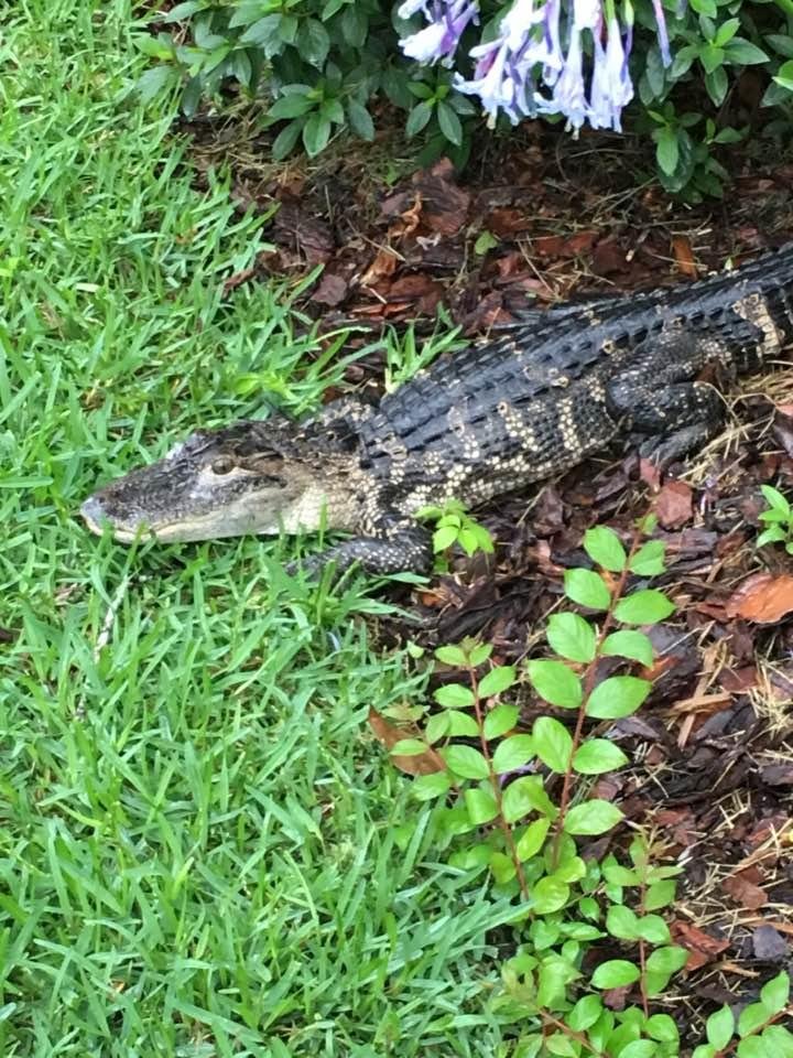 I had a neighbor visit today