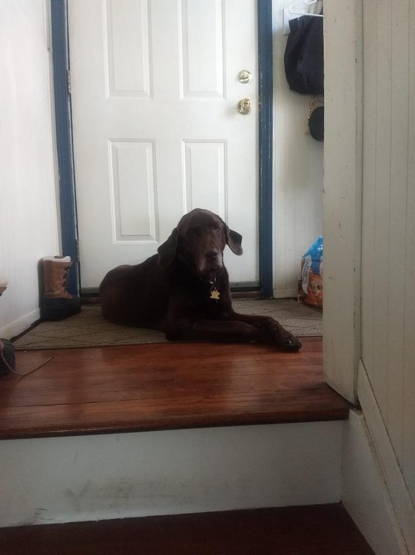 It's National Dog Day. Say hello to Rookie!