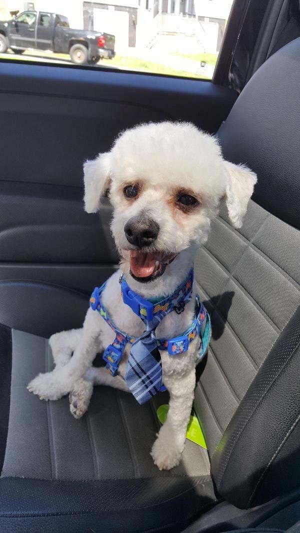 Ashley had Lakota groomed today. Cool dude!!Note the little tie.