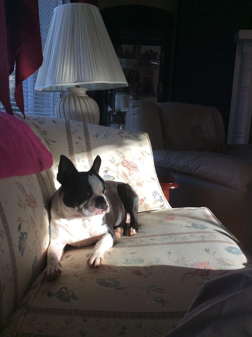 My Boston Lily. Sweetest little dog on this earth, even if I do say so! Lol