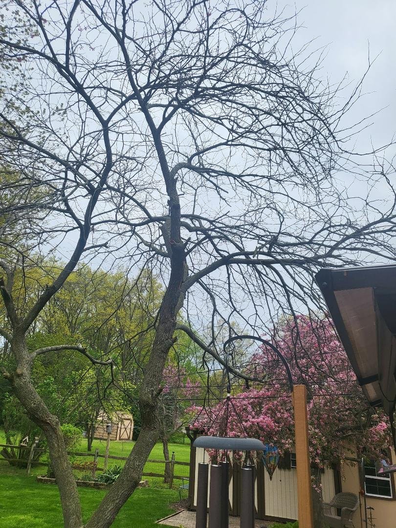 I think it's dead. Last year it was as pink as the other one, this year nothing.