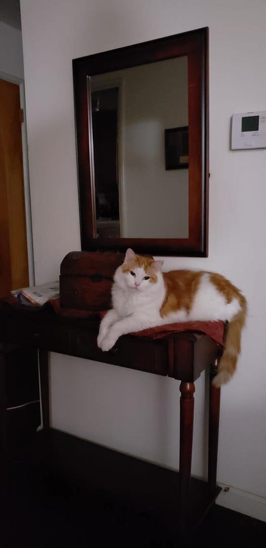 Sir Milo observing the living room activity.