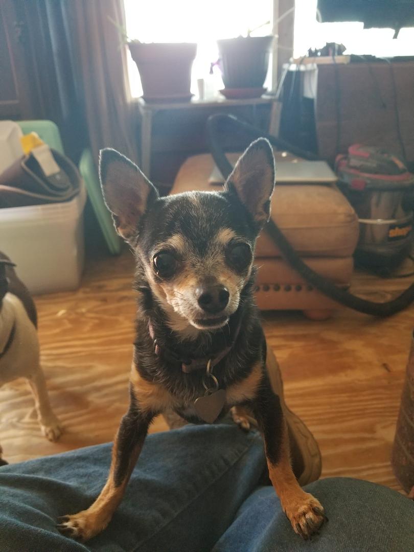 My dear human, I see you crying, because it's time for me to leave.
Please don't cry.
I want to explain some things to you.
You're sad that I'm gone, but I'm glad to have met you.
How many dogs like me d-i-e every day witho