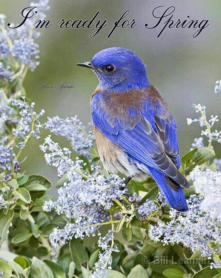 Love this little bird. Me ready too