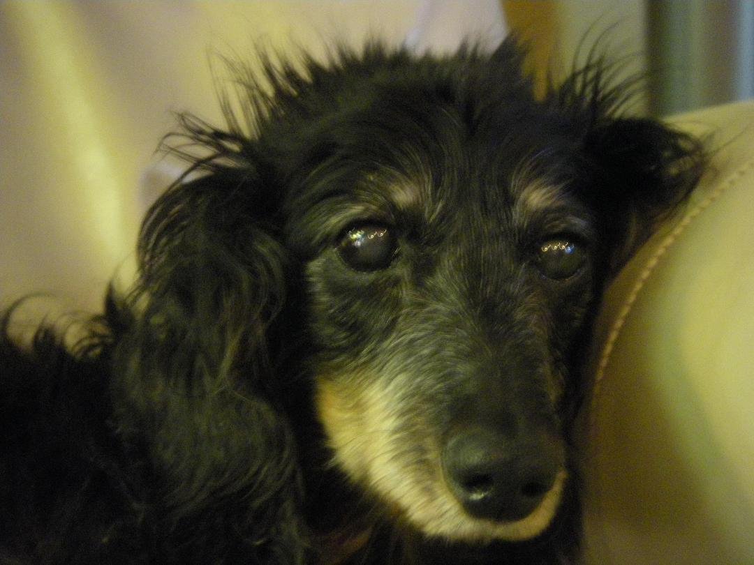 Today I said goodby to my constant companion of 16 years. He was about a foot tall, had furry paws the size of most German Shepard's and barked at everything that moved. Rest in peace, my sweet Harry.