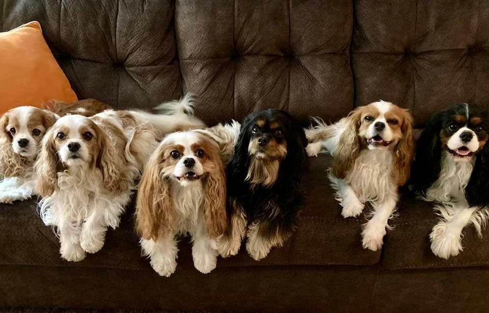 Sunday Family Day! From left to right are Jazzy, Bella, Sadie, Nutmeg, Billie and Fyre. Bella, Sadie and Nutmeg are half sisters. Fyre is Sadie’s daughter, and Billie is Nutmeg’s daughter. We are blessed with these wonderfu