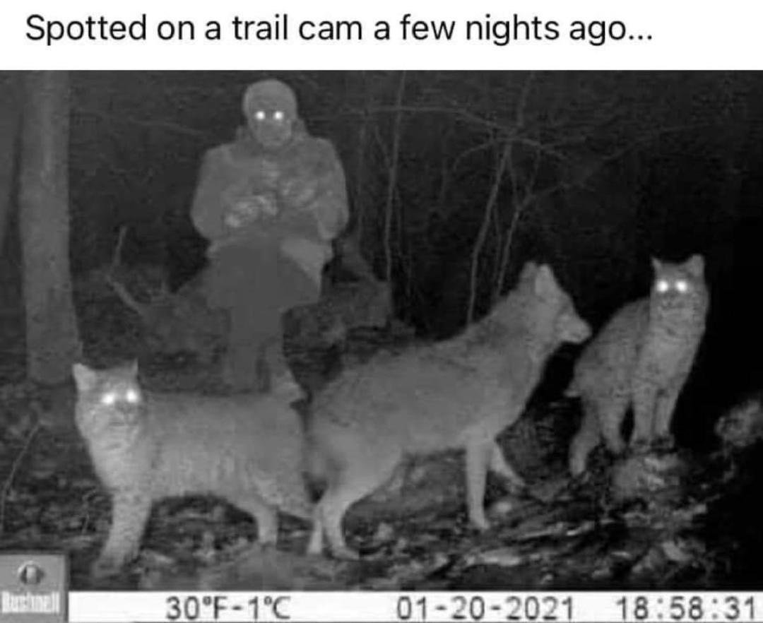 Coyotes spotted!  Stay safe out there: