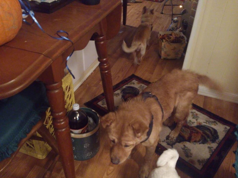 My Molly Oct. 3 2000 to June 17 2015 my dear friend and constant companion passed away today