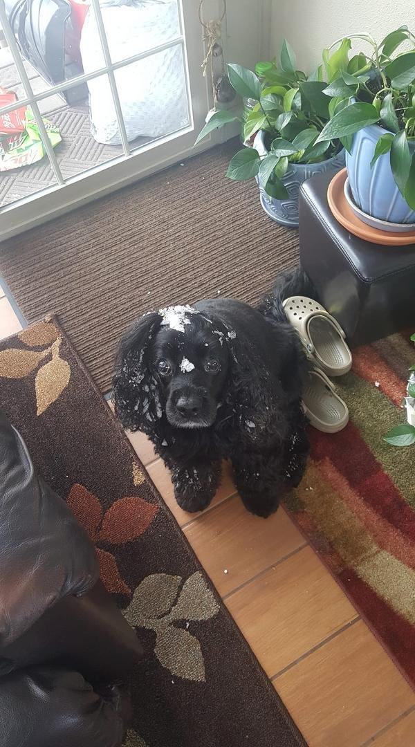 12 years old and she still loves to roll in the snow