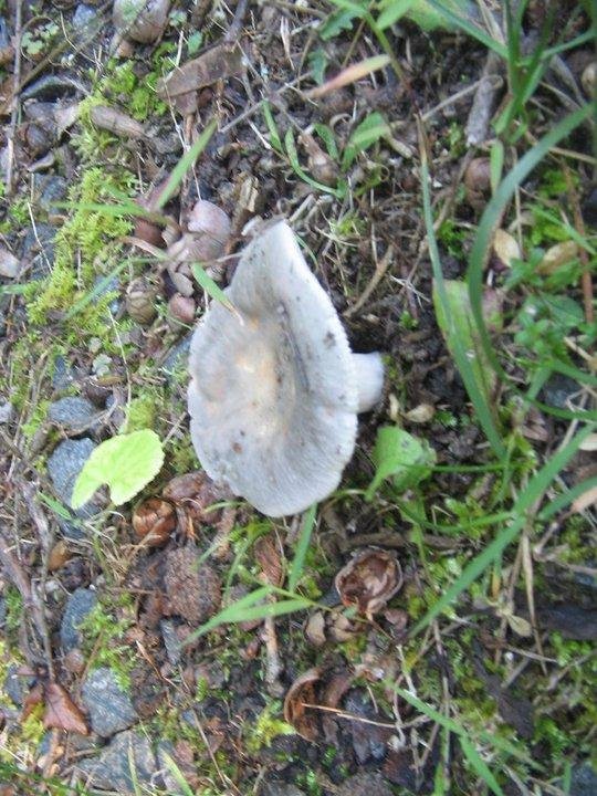 Fungus found in back yard.  Photo taken July 1, 2011.