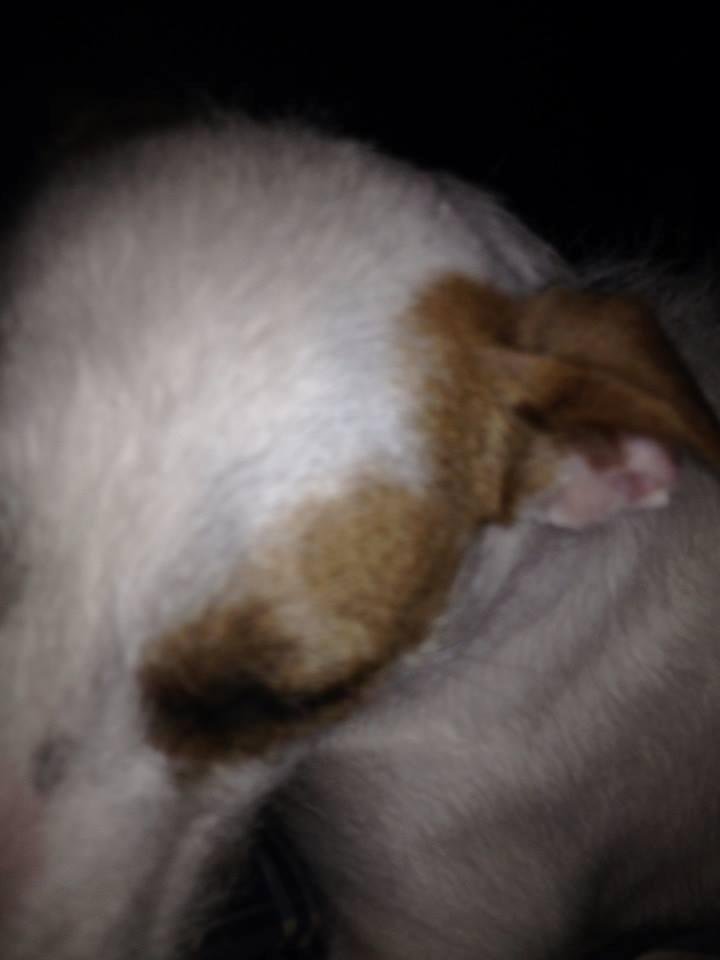 Her being bashful