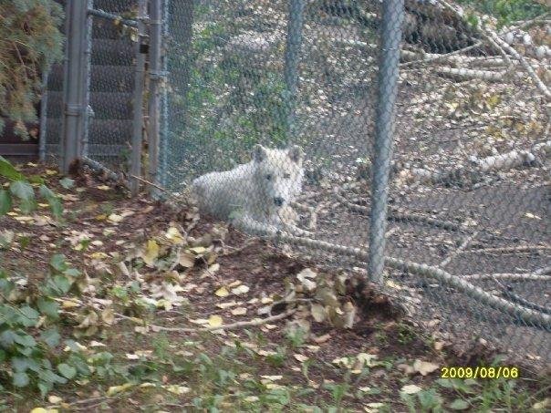 White Wolf