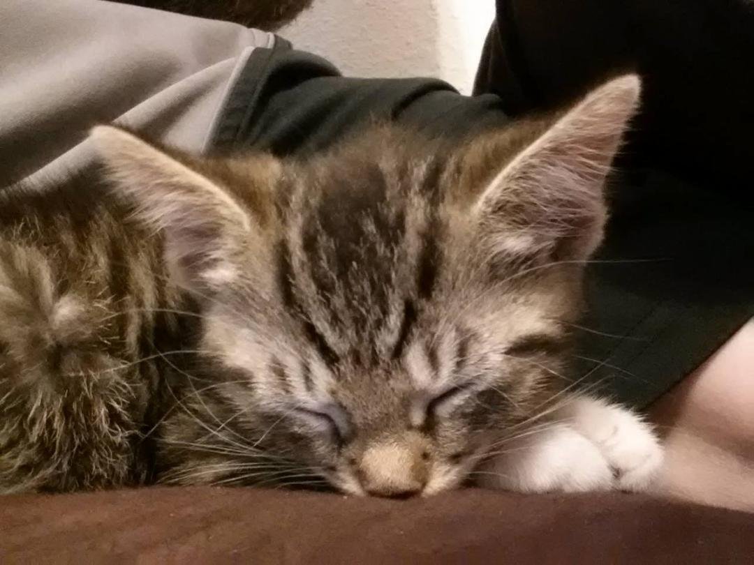 Rescued a kitten today. Cats spend more time sleeping than awake...