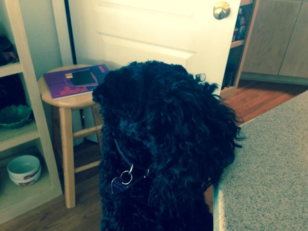 Is this a Kerry Blue Terrier, mini buffalo, or rag doll? No just Rosie one week before Great Western weekend