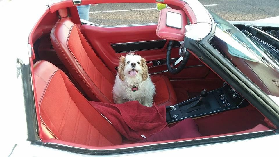 I promised her extra biscuits if she does a good job
