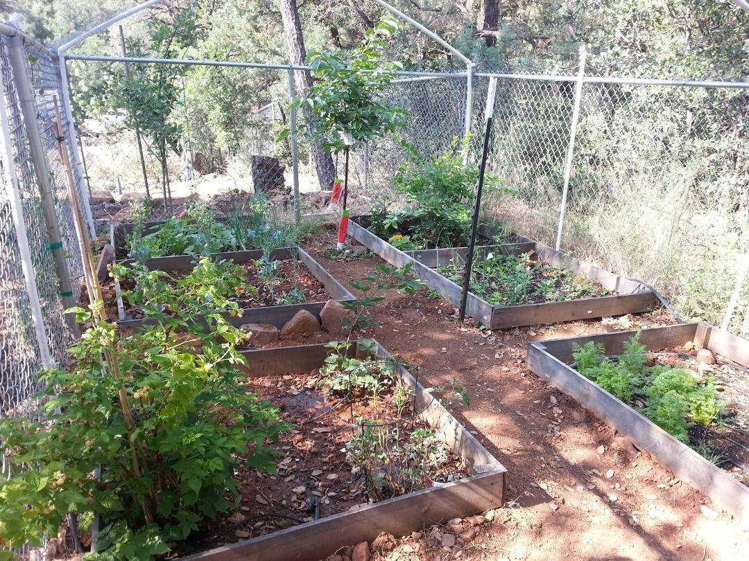 Garden is doing great....just picked green onions, blue berries, cilantro, tomatoes and raspberries. Waiting for the lettuce, carrots, strawberries, broccoli, watermelon, pumpkins, cantelopes, artichokes.