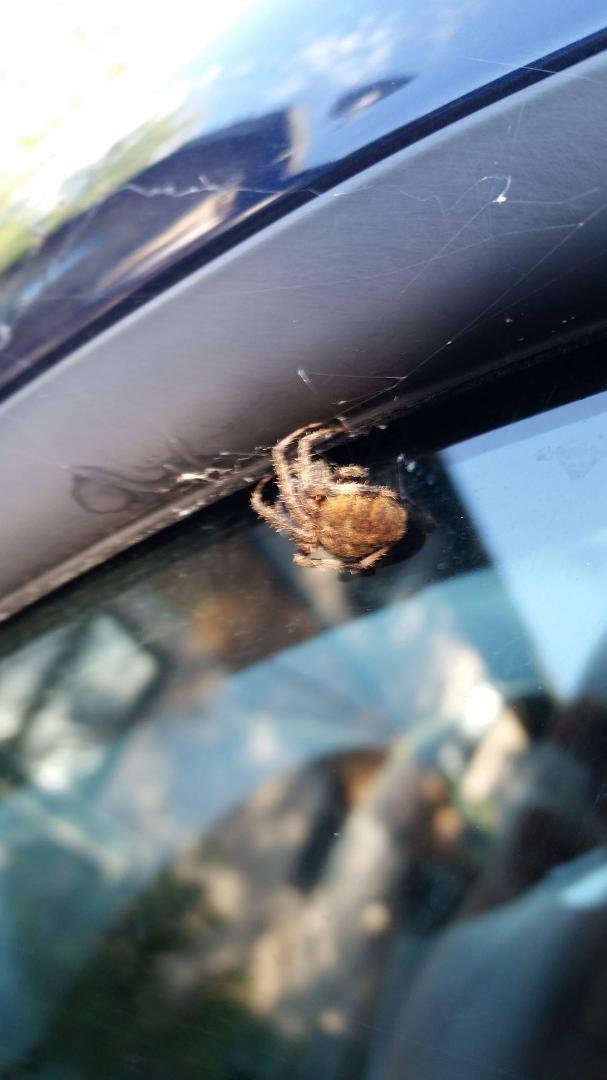 A well traveled spider. I got in my car to go to the chiropractor in Johnston. I was already underway, when I noticed some movement on my driver side window. It was this guy or gal, not being an entomologist, I don't know h