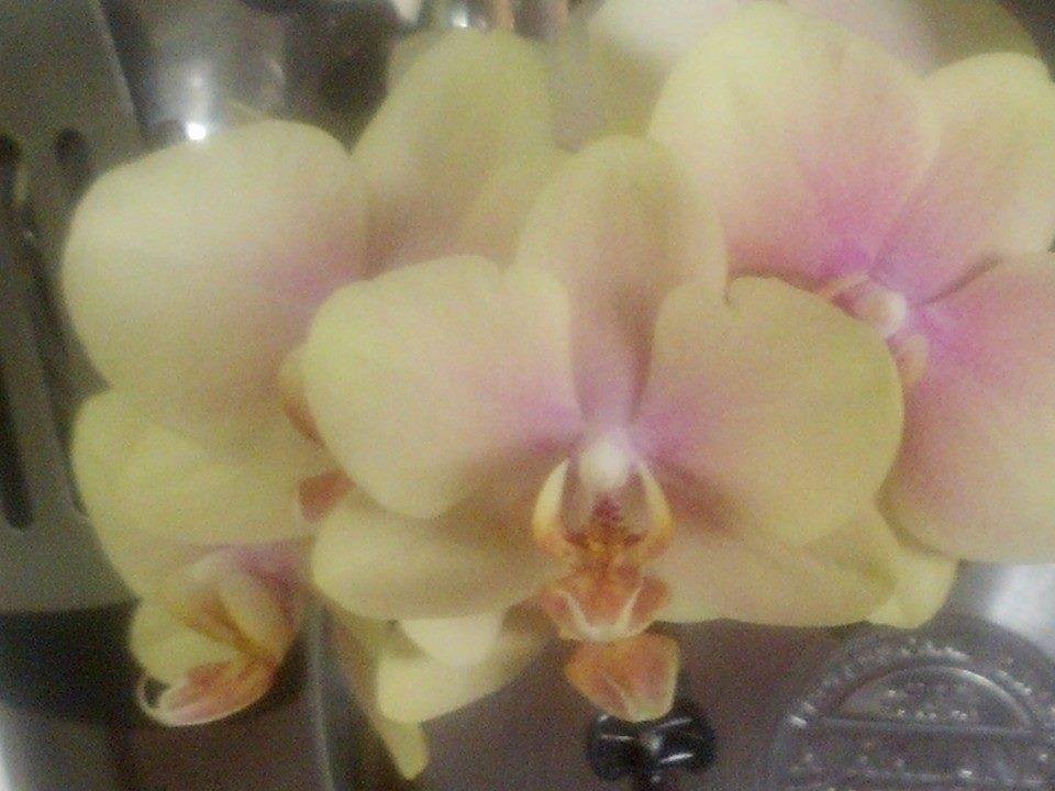 Betty McElhinney-Uber's album, Mobile uploads