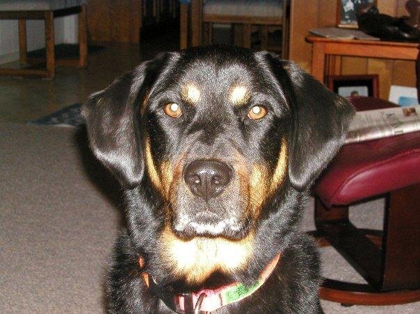 Tandy - 7 yrs old