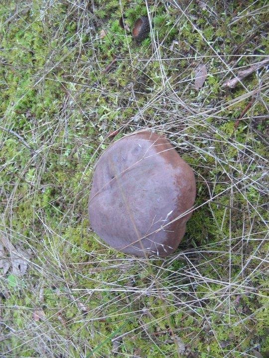Found Fungus in backyard.  Photo taken June 29, 2011