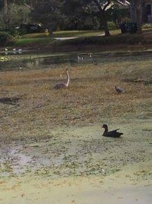 Wild birds Lake Roberta.