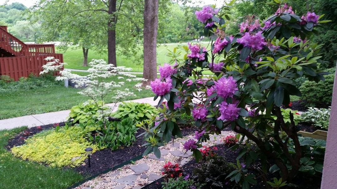Glad I snapped a garden photo before last night's rain washed out the rhododendron!