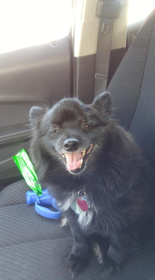A very happy Captain Jack after his Park walk every Saturday!