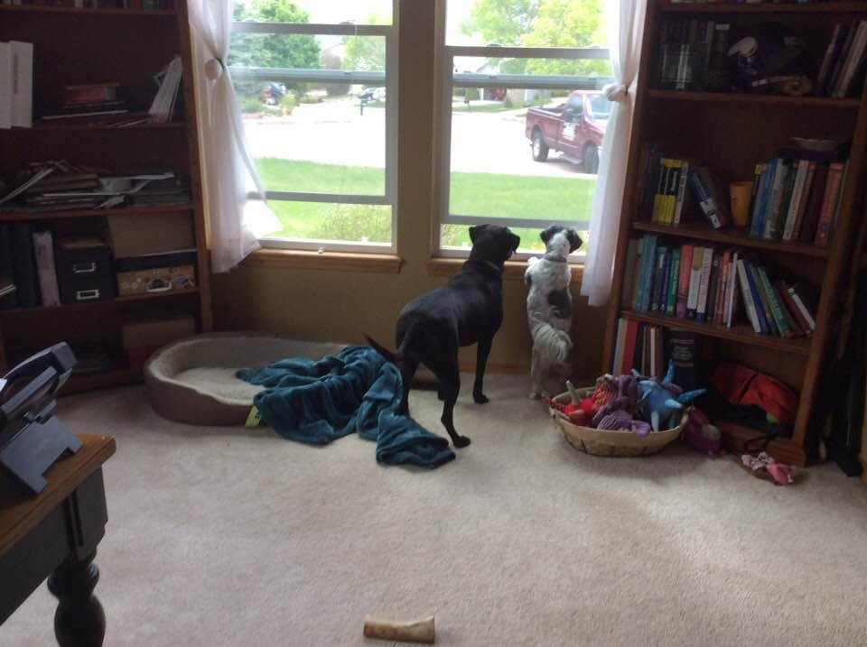 Peanut and Zenah scaring off trouble.....to funny!