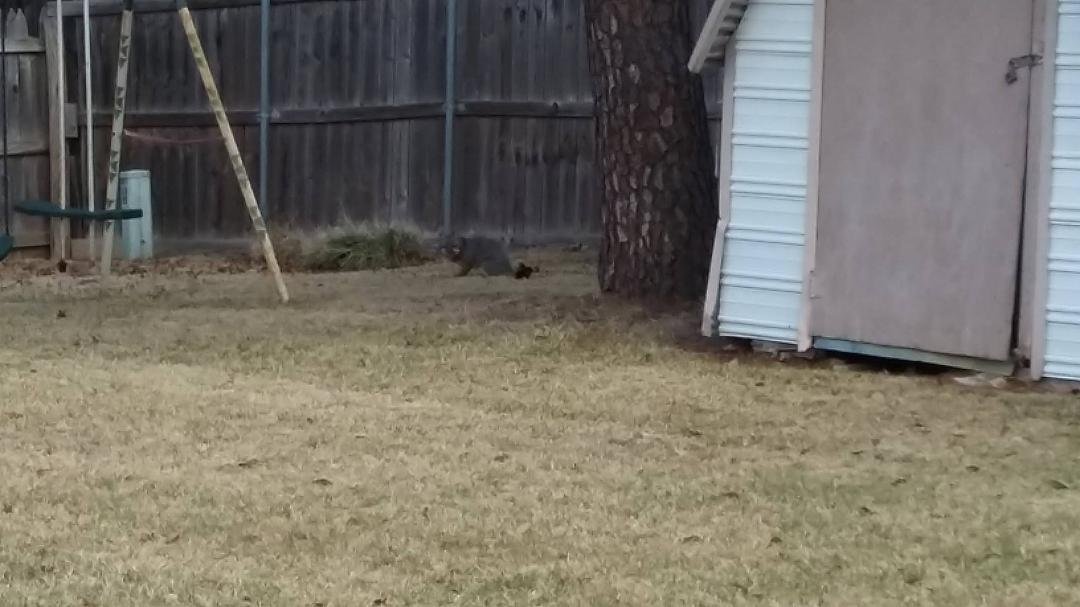 Fox in our backyard.
