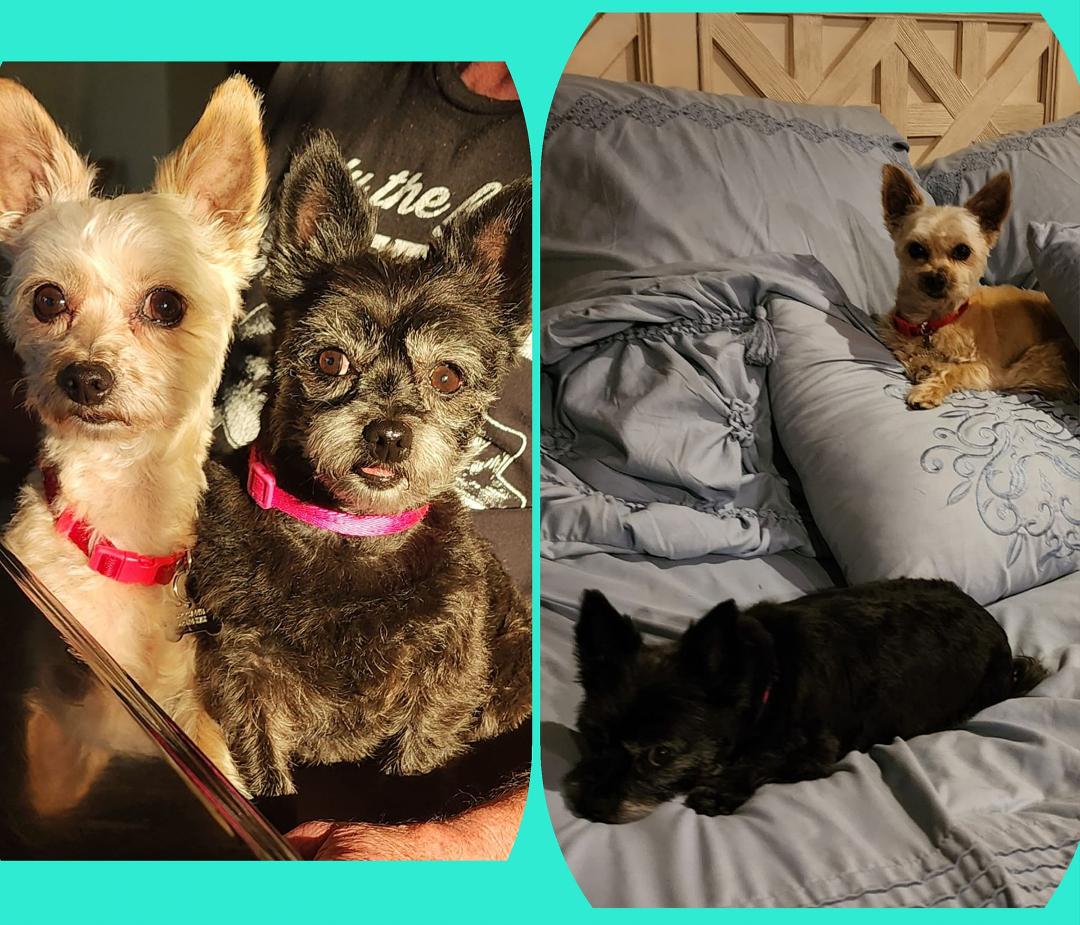 Happy National Puppy Day from Cooper and Fiona. 🐾♥️🐾♥️