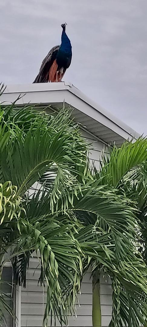 I must admit I did ask him to stay there, makes a great front of the house ornament. Happy Hump Day/Front-End Peacock Day