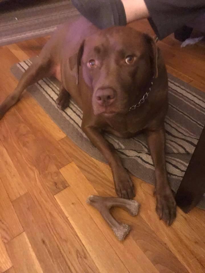 My pretty dog brandy