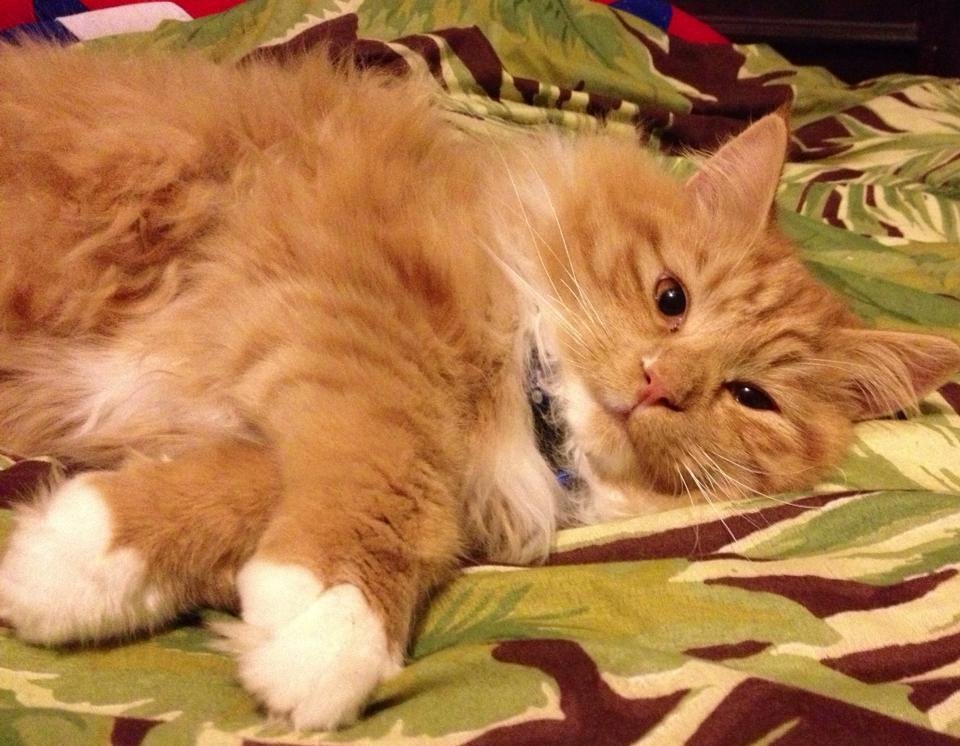 One of my beautiful kitties.